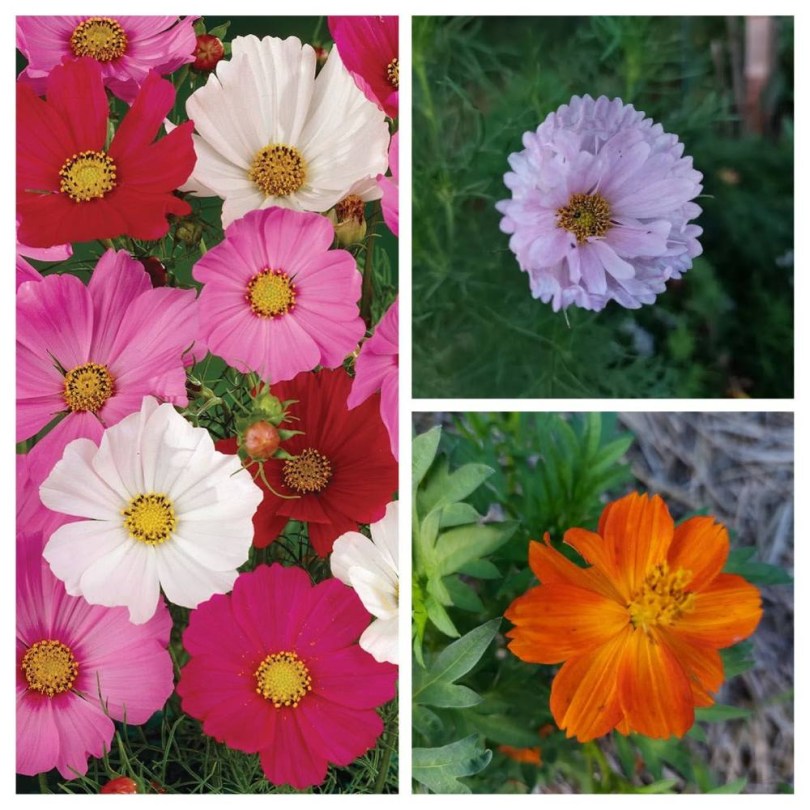 Pillangóvirág válogatáscsomag, Cosmos ssp, vetőmag, akció, kedvezmény